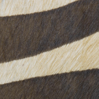 Beige & Chocolate Hide